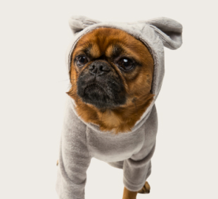 одежда для питомцев